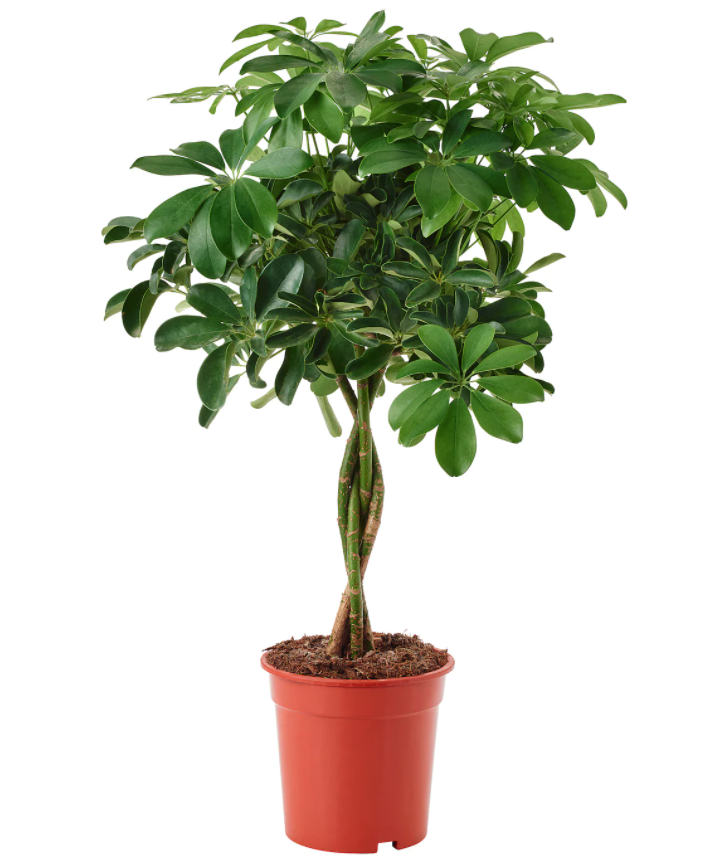 Schefflera